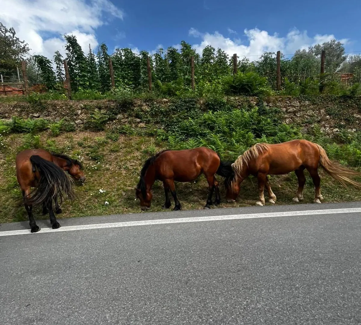 Bed and Breakfast Casa Balsamo Borzonasca Italien